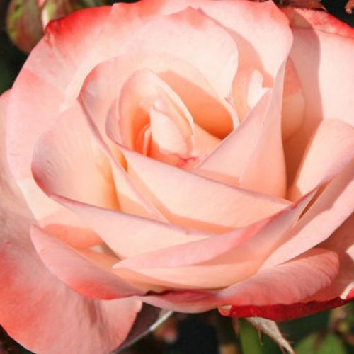 Magazinul de Trandafiri - trandafir pentru straturi Floribunda - alb - roșu - 0 - trandafir cu parfum discret - Tim Hermann Kordes  - ,-